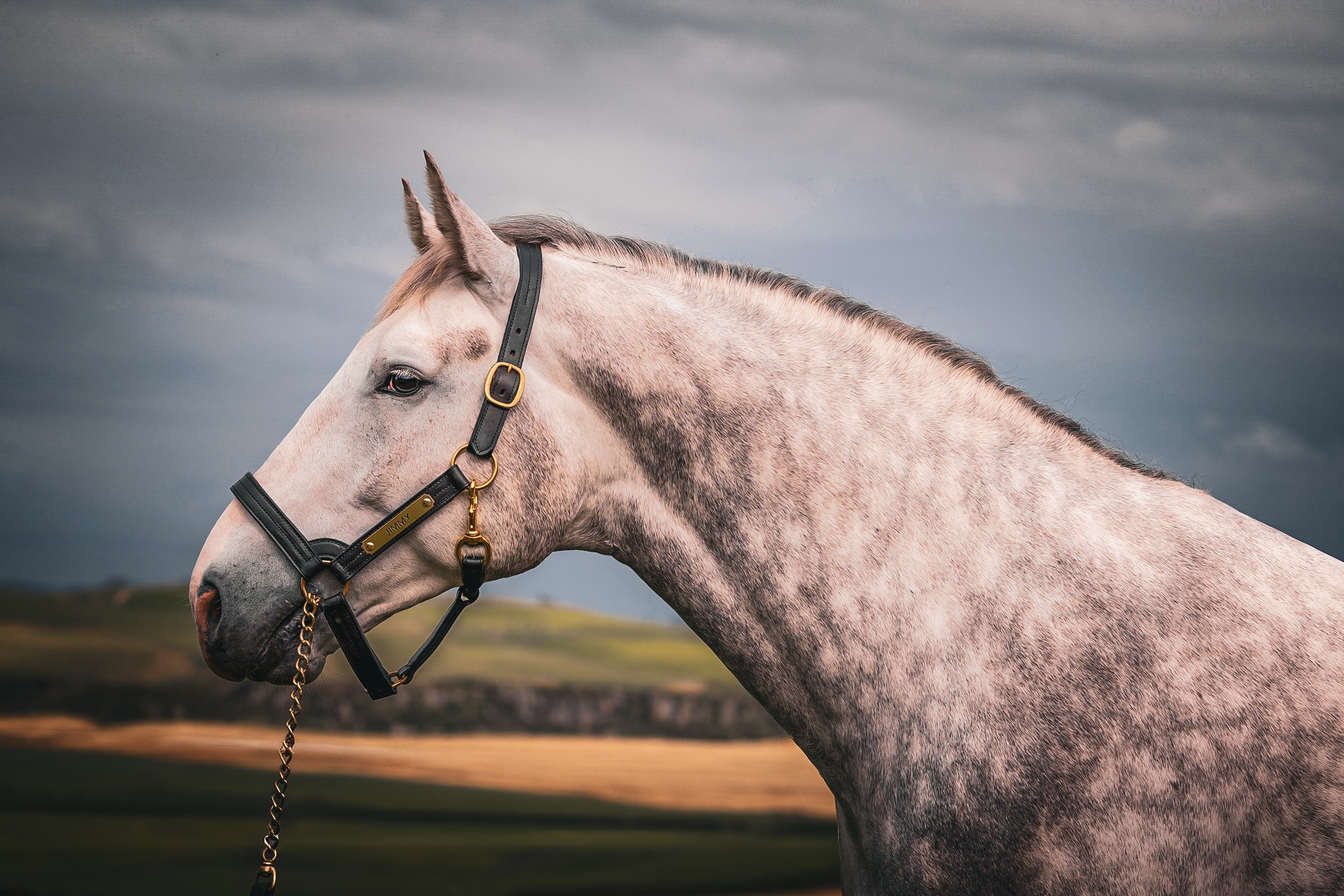 Greystone Aristocrat