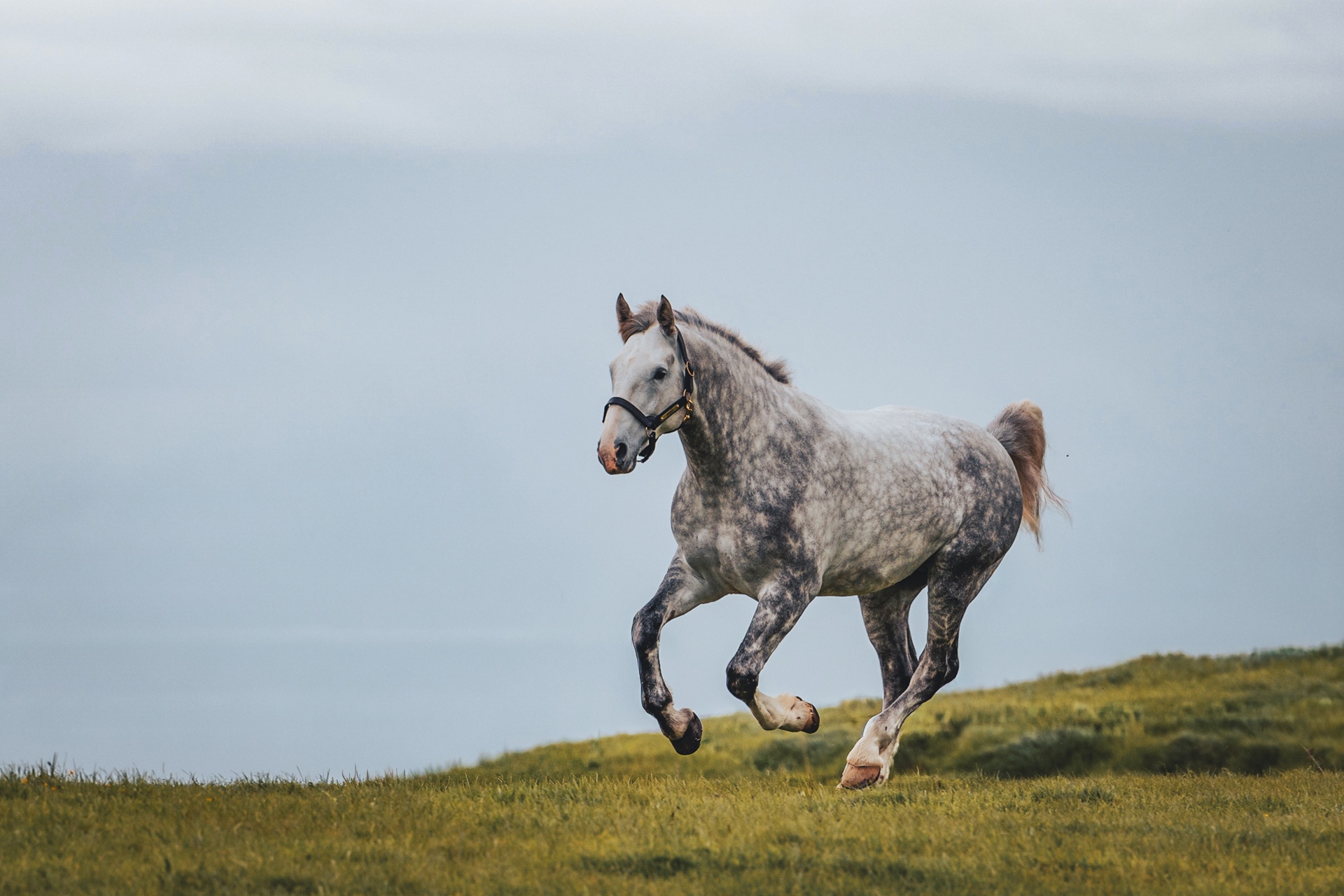 Greystone Aristocrat